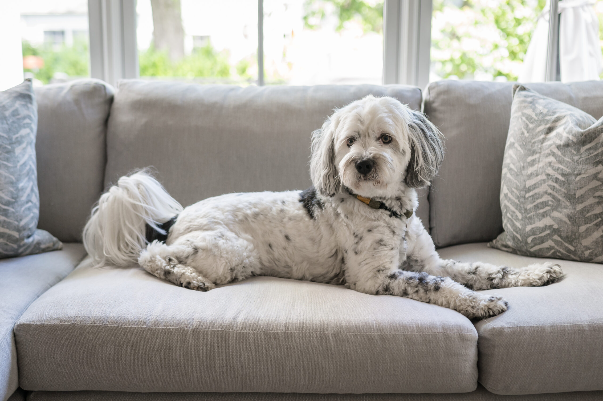 family dog posing for his portrait during an in-home newborn session
